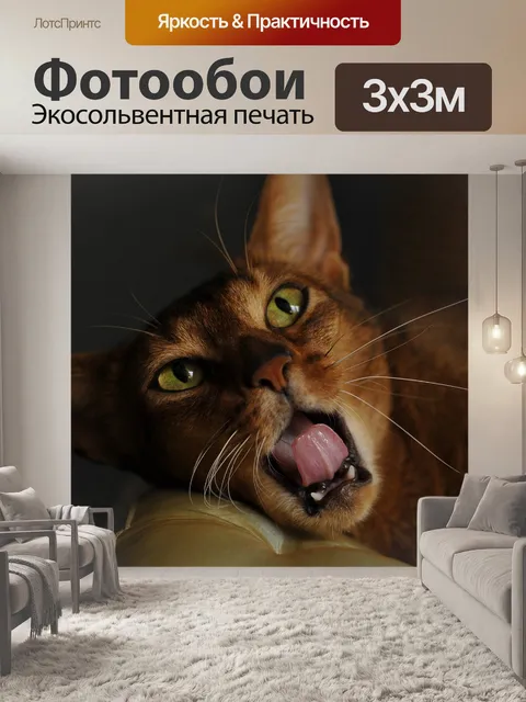 Фотообои Кот