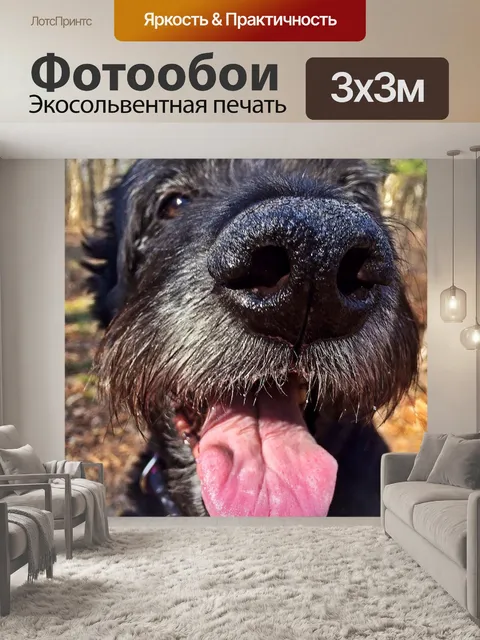 Фотообои Собака