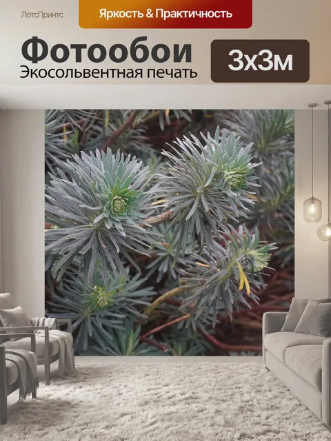 Фотообои Молочай, декоративное растение