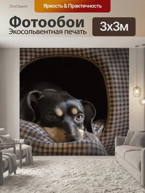 Фотообои Собака