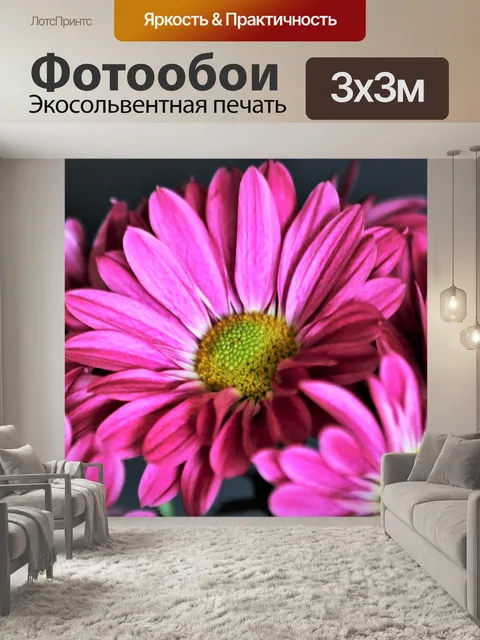 Фотообои Фиолетовые хризантемы крупным планом