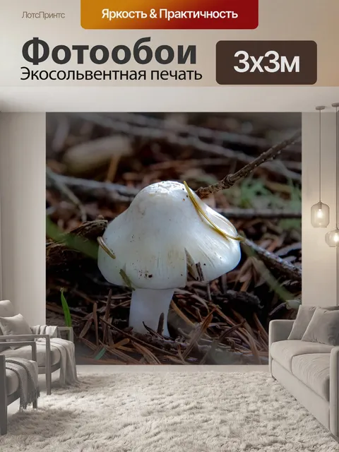 Фотообои Гриб