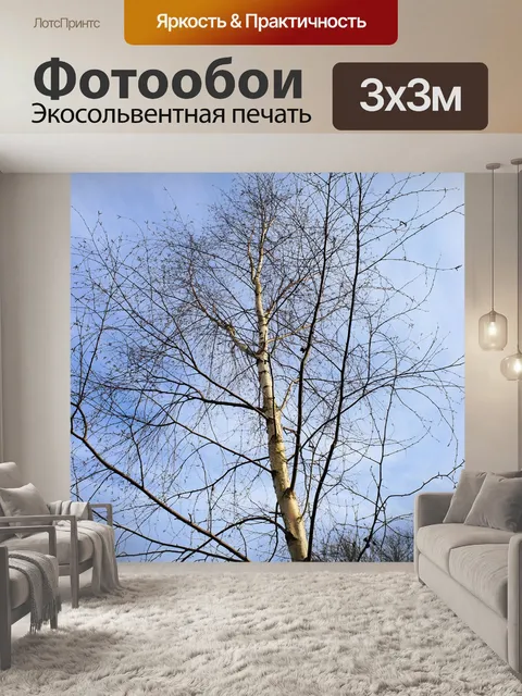 Фотообои Береза