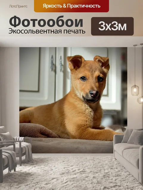 Фотообои Собака
