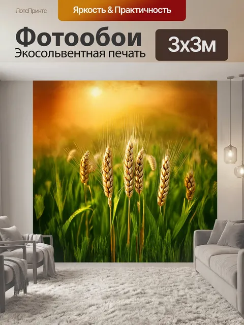 Фотообои пшеница, колосья пшеницы, растущие на волнистом зеленом холме, освещенные мягким солнечным светом