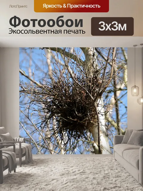 Фотообои Гнездо сорок