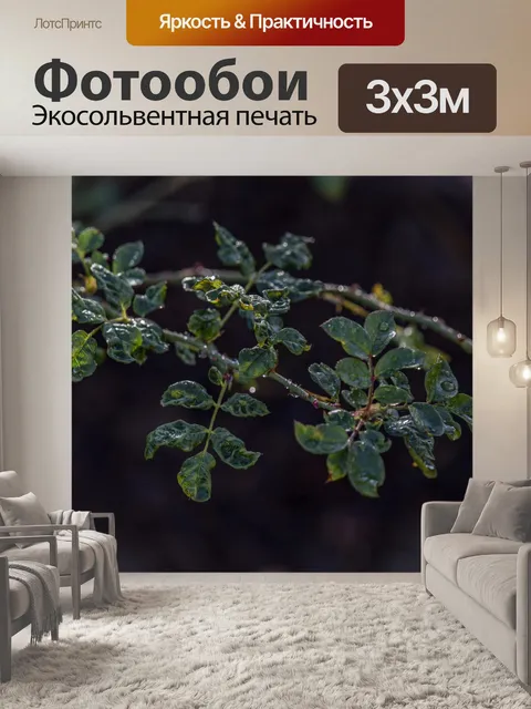 Фотообои Капли дождя на розовом кусте