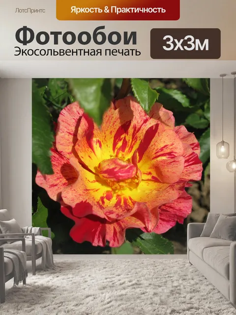 Фотообои Роза