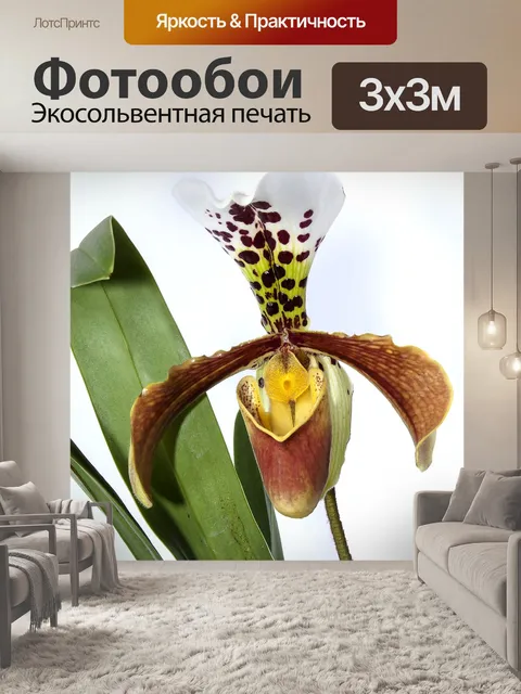Фотообои Женская обувь