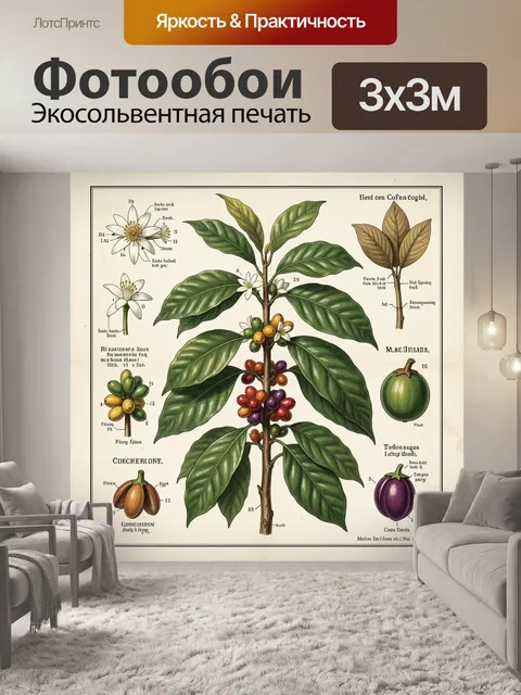 Фотообои Ботаническая схема кофейного дерева