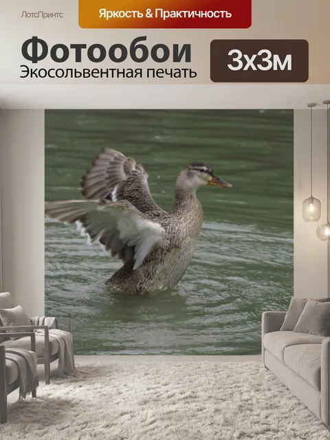 Фотообои Duck зеленым воротником открыть крылья 2