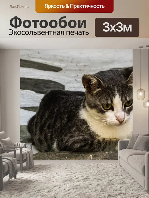 Фотообои Кошка