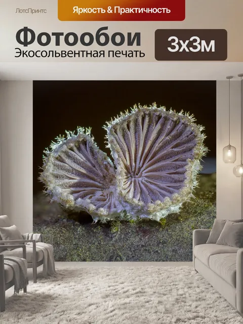 Фотообои Гриб