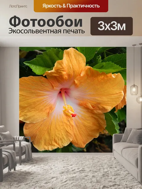 Фотообои Оранжевый цветок гибискуса