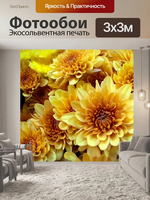 Фотообои Цветки хризантемы