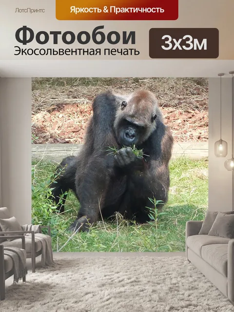 Фотообои Горилла