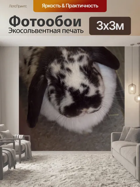 Фотообои кролик