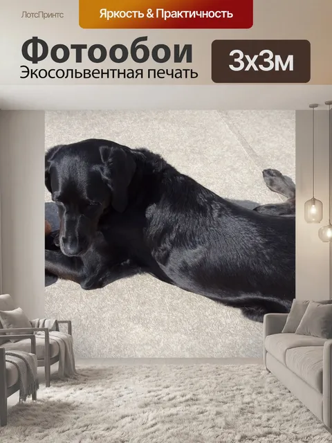 Фотообои Собака и его игрушка