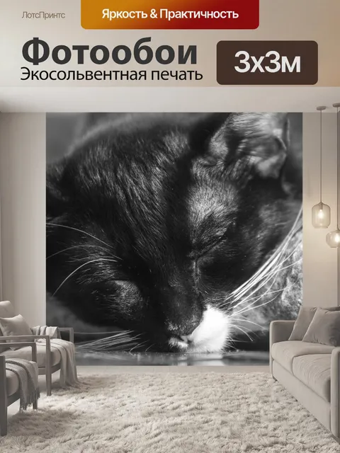 Фотообои черная кошка