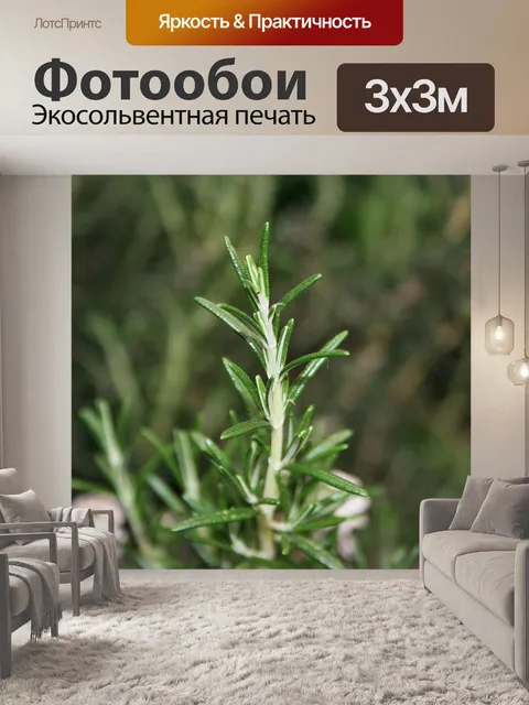 Фотообои веточкой розмарина