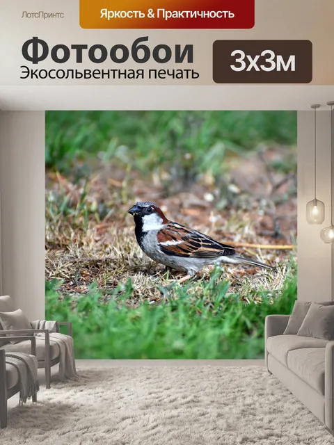 Фотообои Домовый воробей