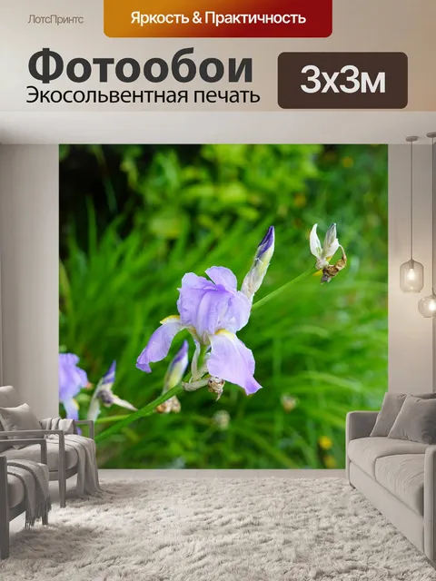 Фотообои Ирис цветок