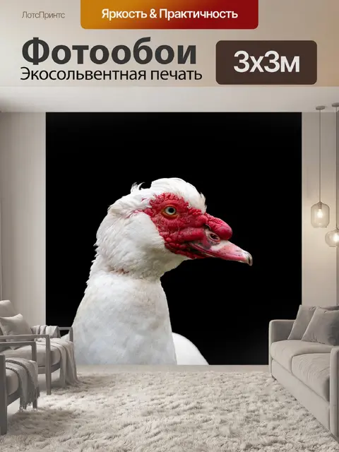 Фотообои Мускусная утка, птица