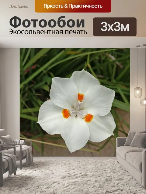 Фотообои Белый цветок