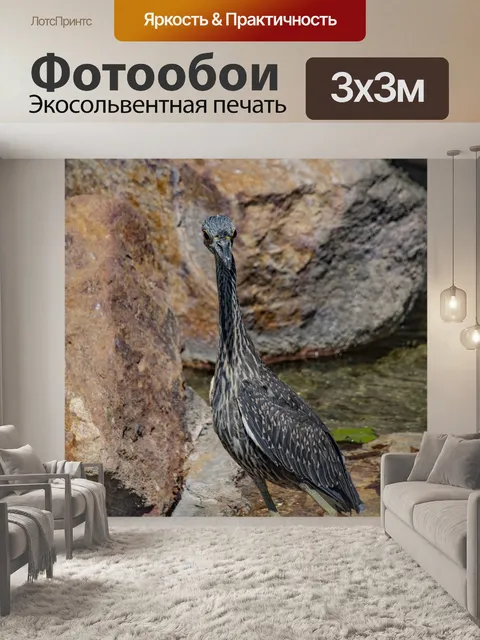 Фотообои Полосатая цапля стоит у воды