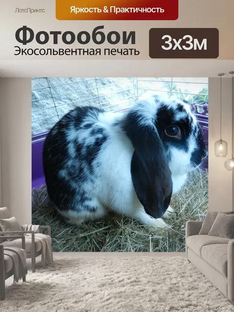 Фотообои Кролик банни