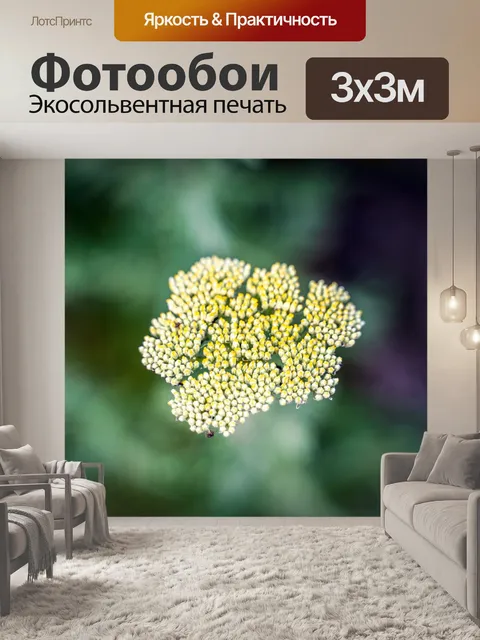 Фотообои Бутон
