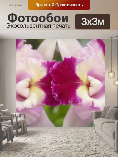 Фотообои Фото цветка орхидеи