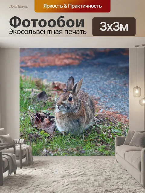 Фотообои Кролик