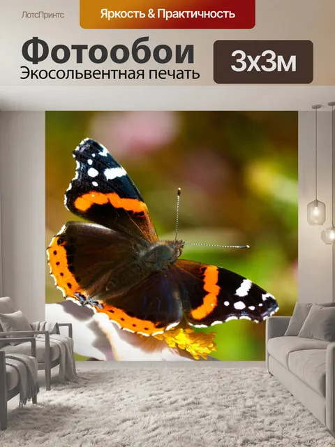 Фотообои Красный адмирал бабочка