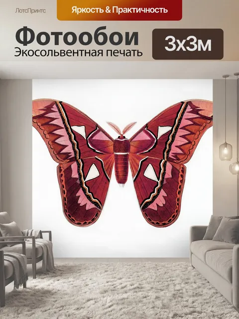 Фотообои Бабочка моли мотылек винтаж