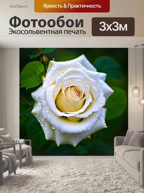 Фотообои белые розы с каплями росы на лепестках