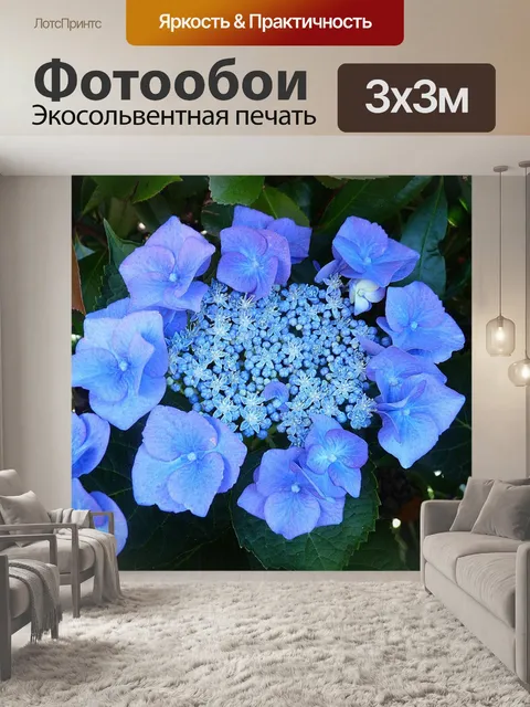 Фотообои Тарелка гортензия