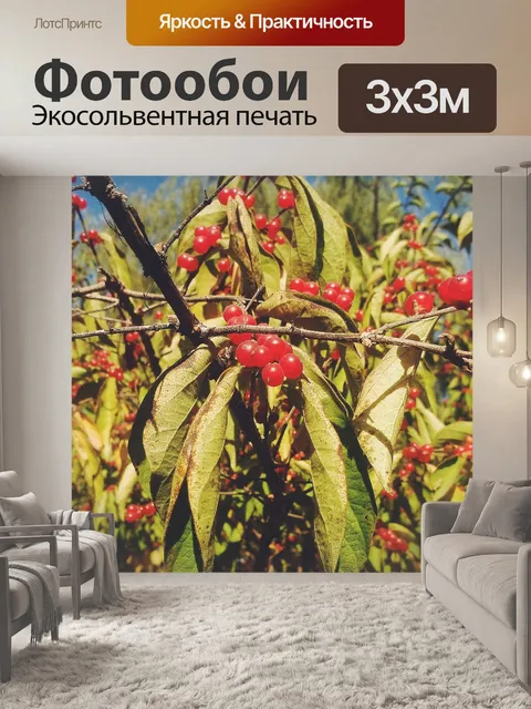 Фотообои Красный фрукт