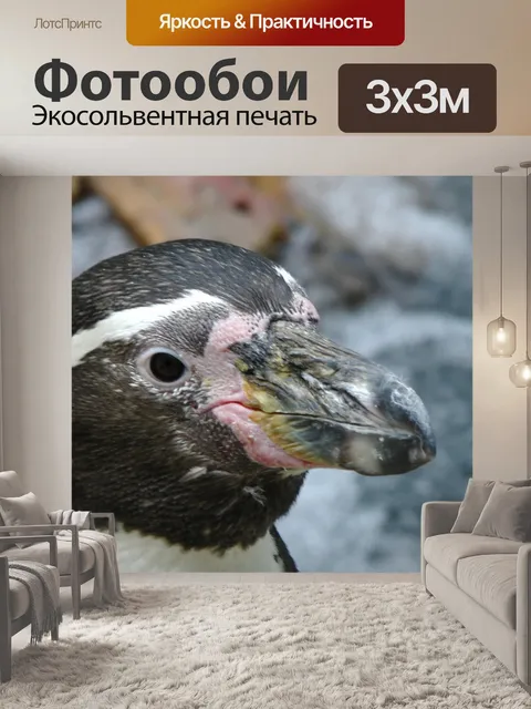 Фотообои Пингвины Клюв