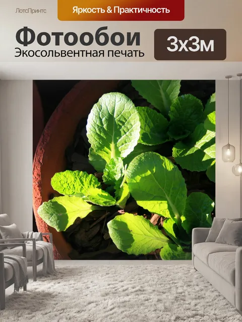 Фотообои китайская капуста растет в горшке