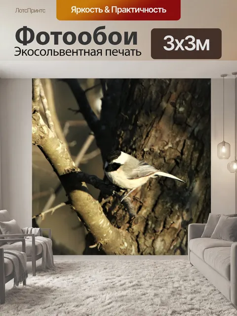 Фотообои Каролина Чикади в утреннем свете