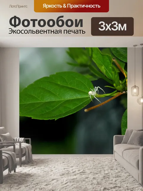 Фотообои Белый Паук Краба