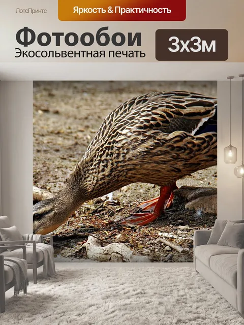 Фотообои Утка