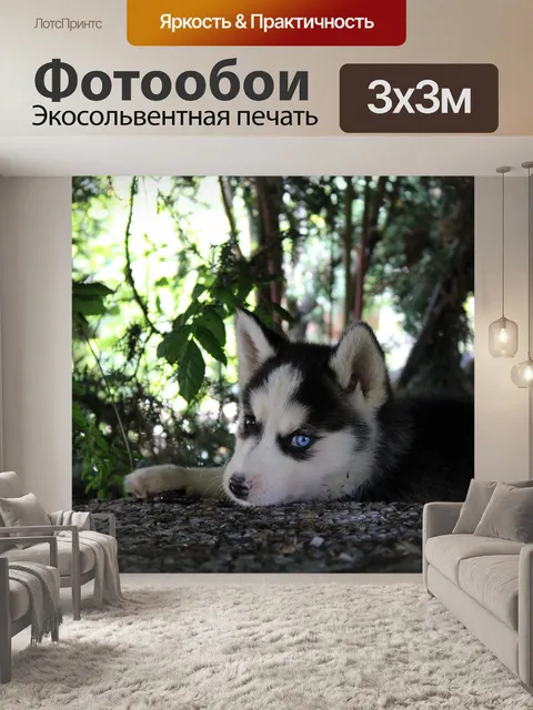 Фотообои Собака