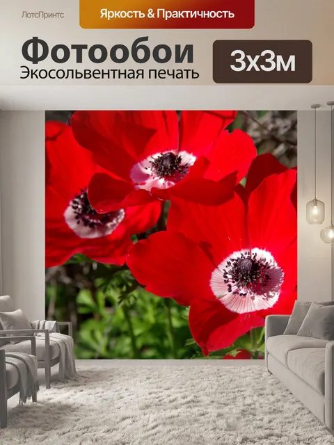 Фотообои Группа красных цветов анемона