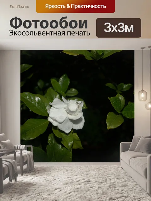 Фотообои белый гардения цветок