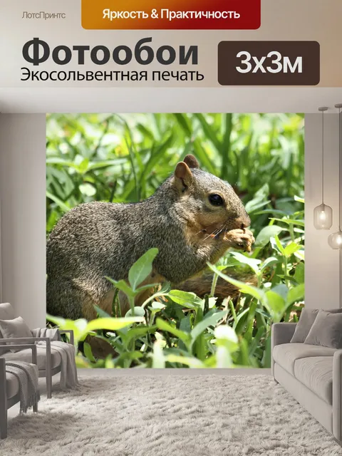 Фотообои Белка ест в высокой траве