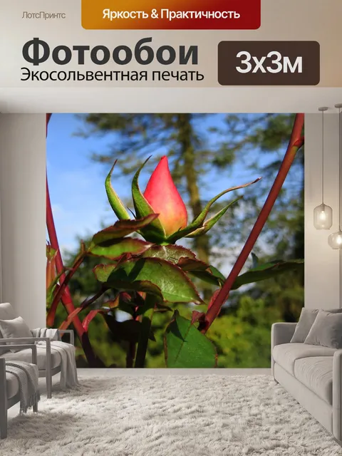 Фотообои Бутон розы