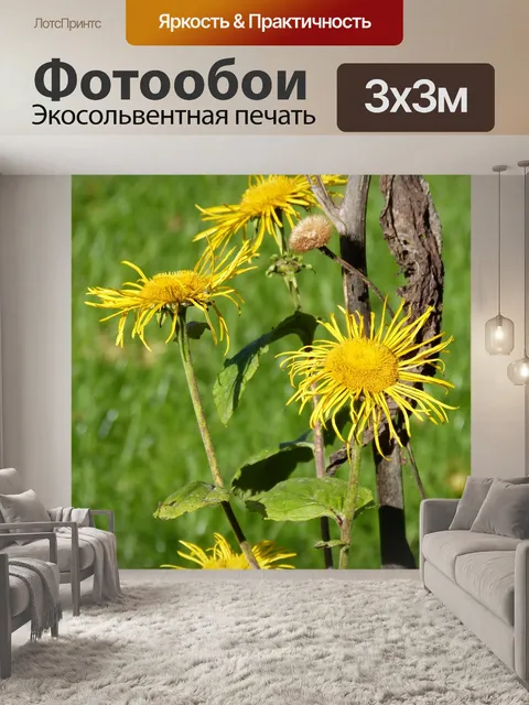 Фотообои Alant
