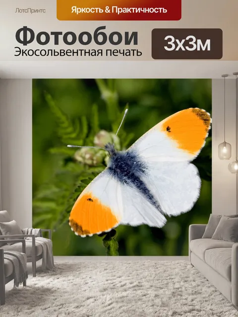 Фотообои Бабочка макро Макро